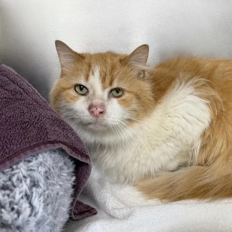 A senior medium-sized male Domestic Long Hair cat named Special Sauce for adoption in State College, PA