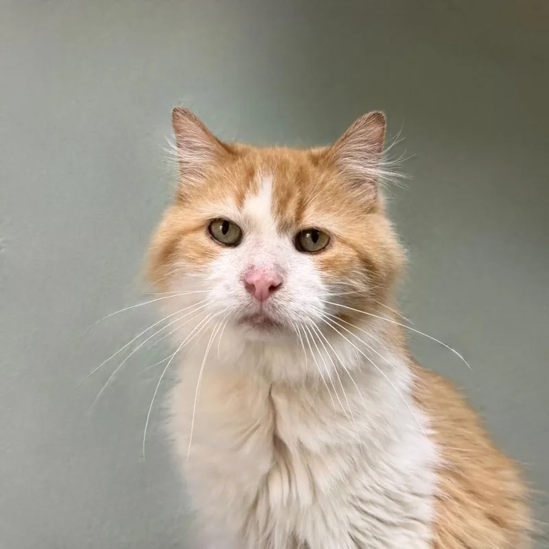 Special Sauce thumbnail 2