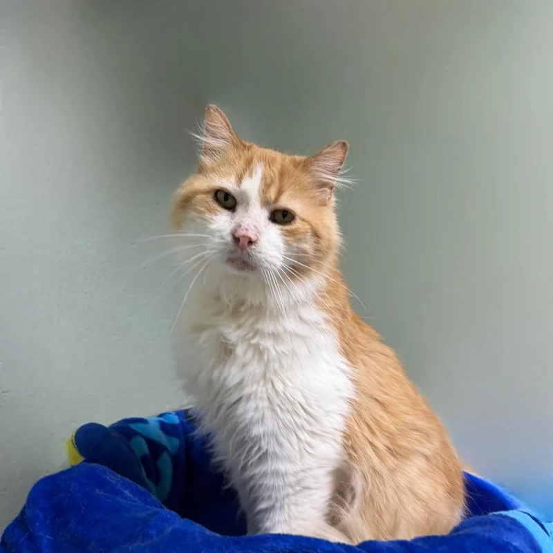 Special Sauce thumbnail 3