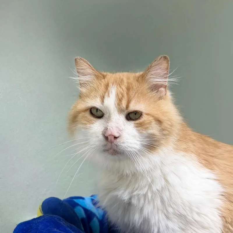 Special Sauce thumbnail 5