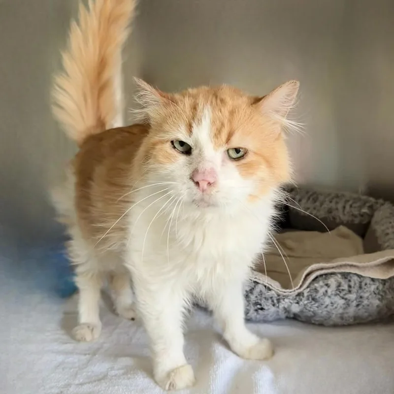 Special Sauce thumbnail 6