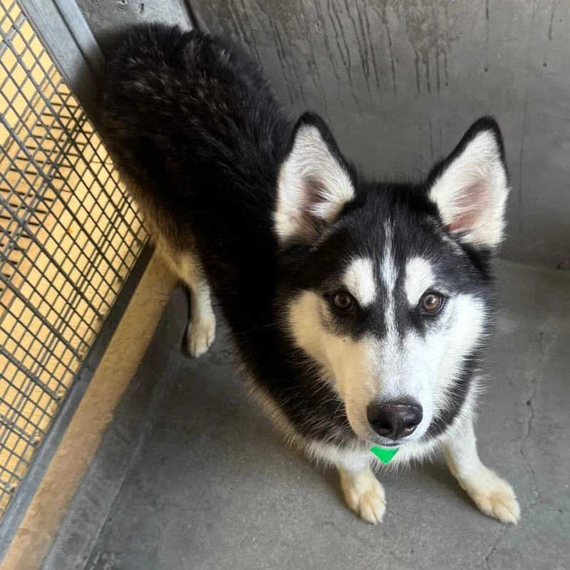 A young medium-sized male Black Siberian Husky dog named Rolo A for adoption in Mission Hills, CA
