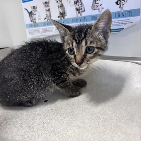 A baby small-sized male Domestic Short Hair cat named Jimmy for adoption in San Antonio, TX