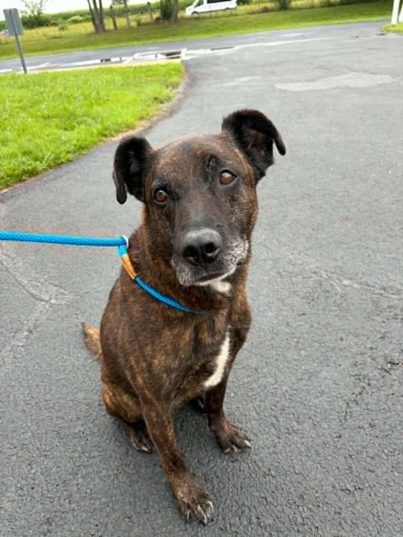An adult large-sized male Brindle Mixed Breed dog named Bear for adoption in Georgetown, OH