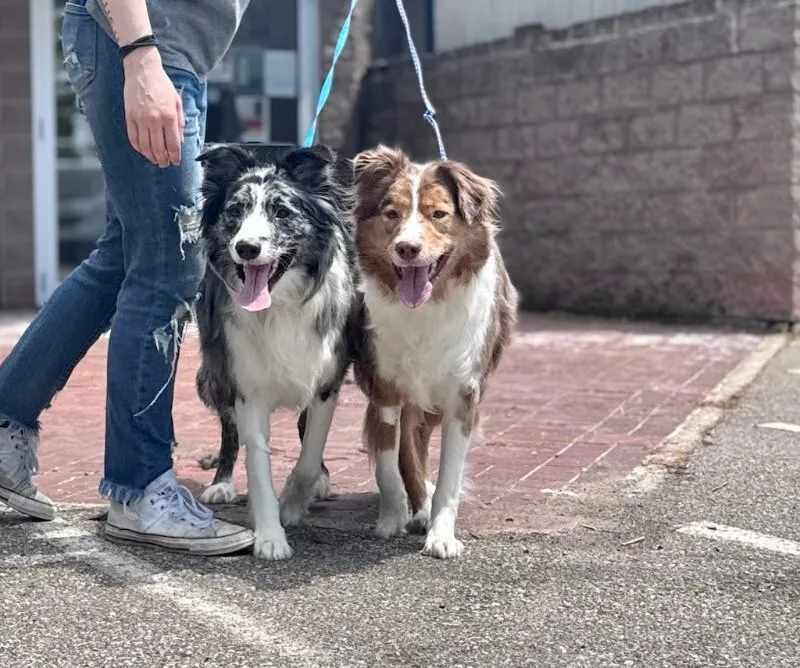 An adult medium-sized male Merle (Blue) Australian Shepherd dog named Max for adoption in Wooster, OH