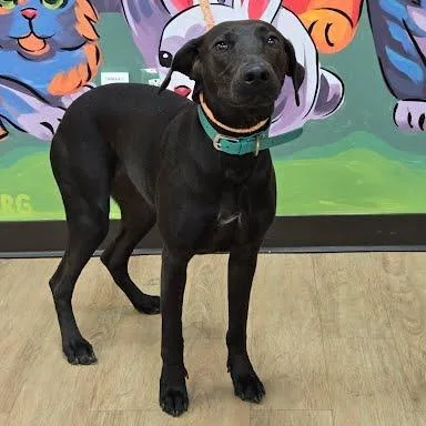 An adult medium-sized female Black Hound dog named Roma for adoption in Verona, VA