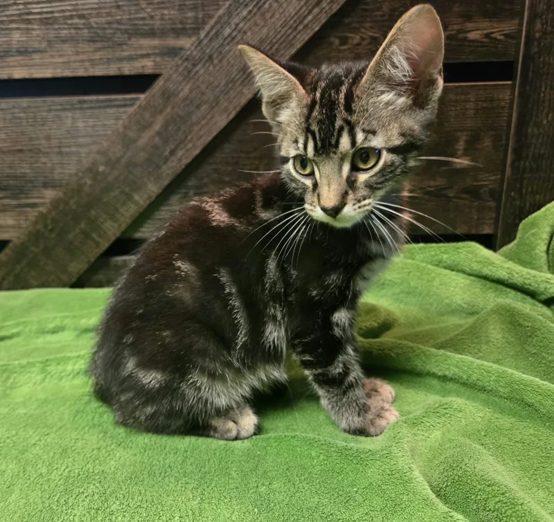 A baby small-sized male Tabby (Brown / Chocolate) Domestic Short Hair cat named Pallet Jack for adoption in Stoughton, WI