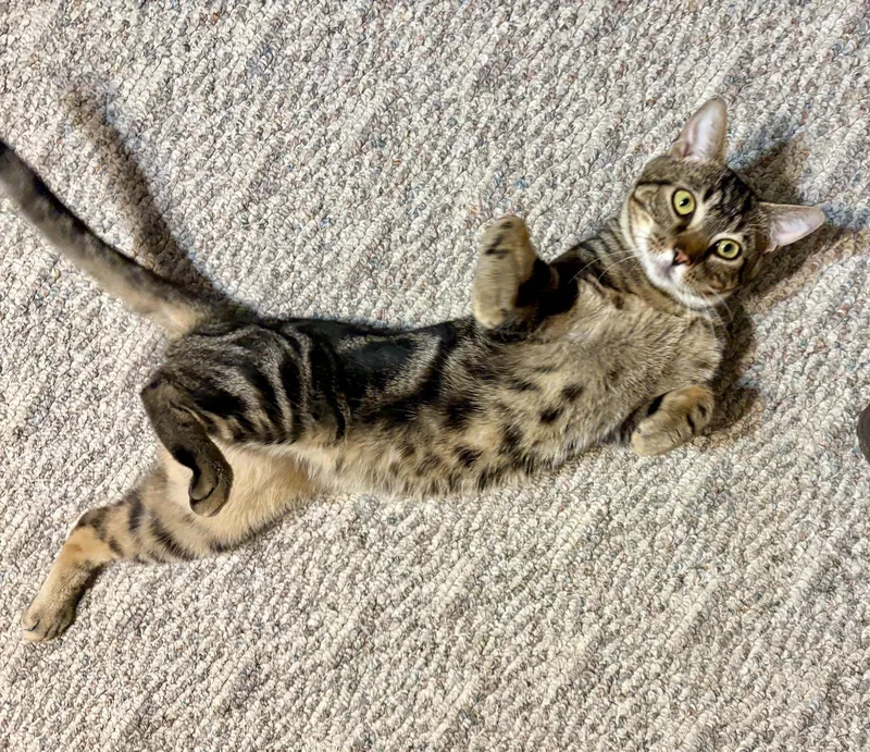 A young medium-sized male Tabby (Brown / Chocolate) Tabby cat named Bradykdc for adoption in Greenville, DE