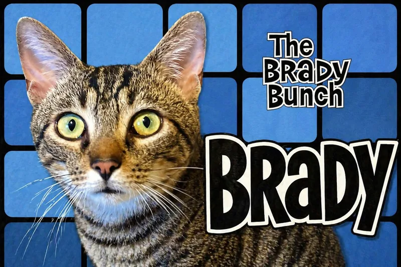 Bradykdc thumbnail 3