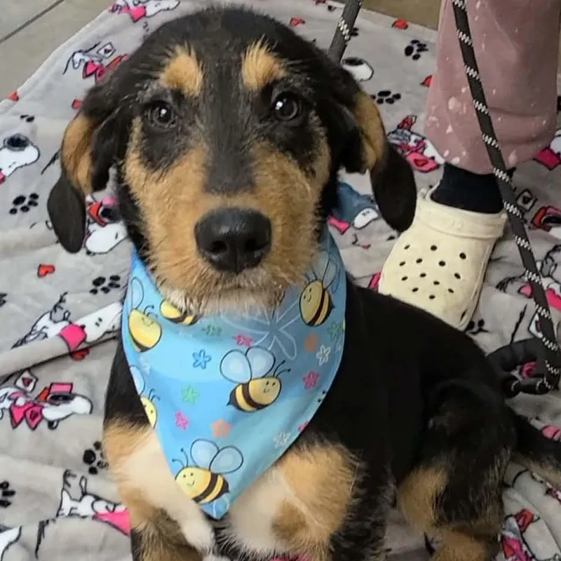 Fitzgerald thumbnail 2