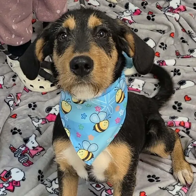 Fitzgerald thumbnail 3