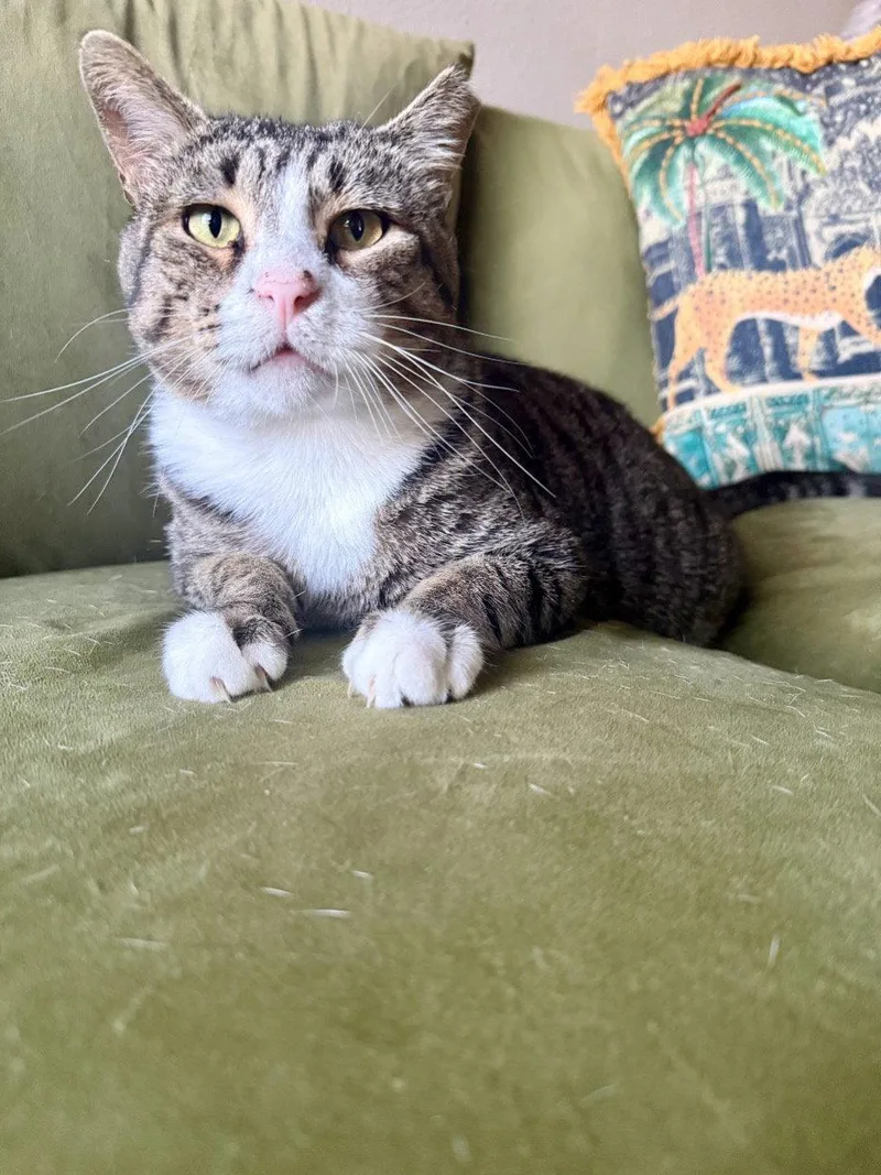 An adult small-sized male Domestic Short Hair cat named Noob for adoption in Mission Viejo, CA