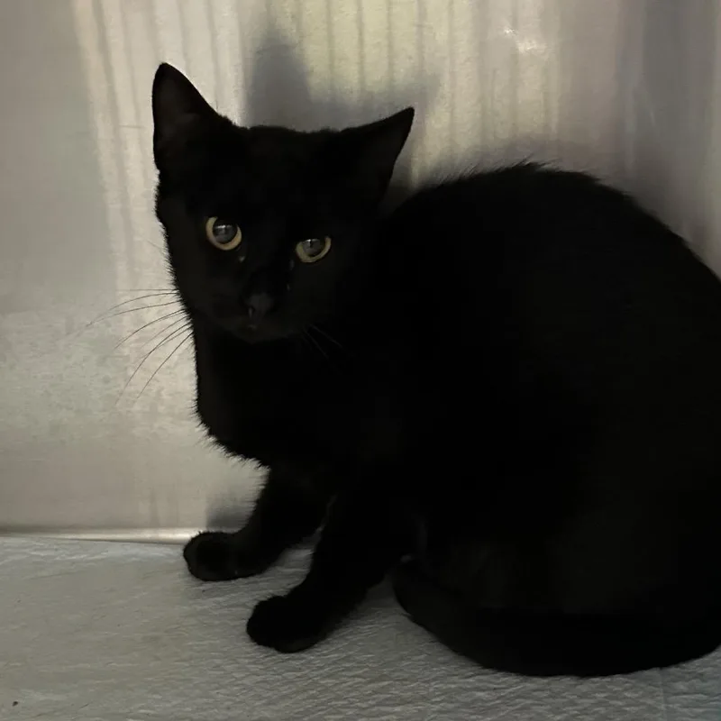 An adult small-sized female Black Domestic Short Hair cat named Frances for adoption in Corbin, KY