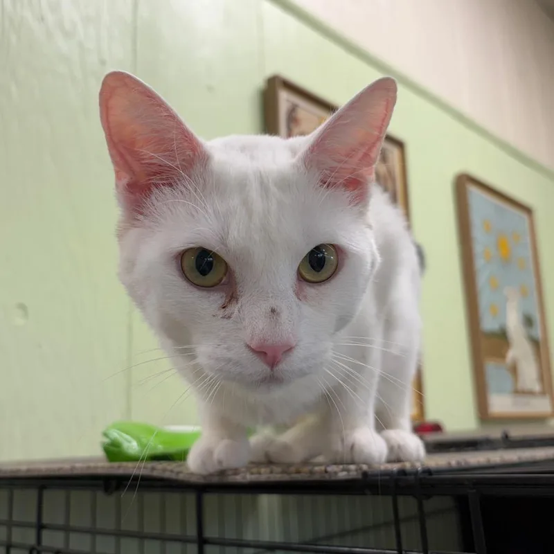 An adult medium-sized male White Domestic Short Hair cat named Zen for adoption in Mount Juliet, TN