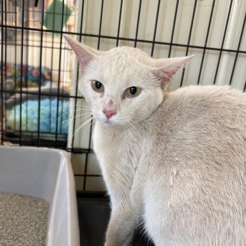 Zen thumbnail 2