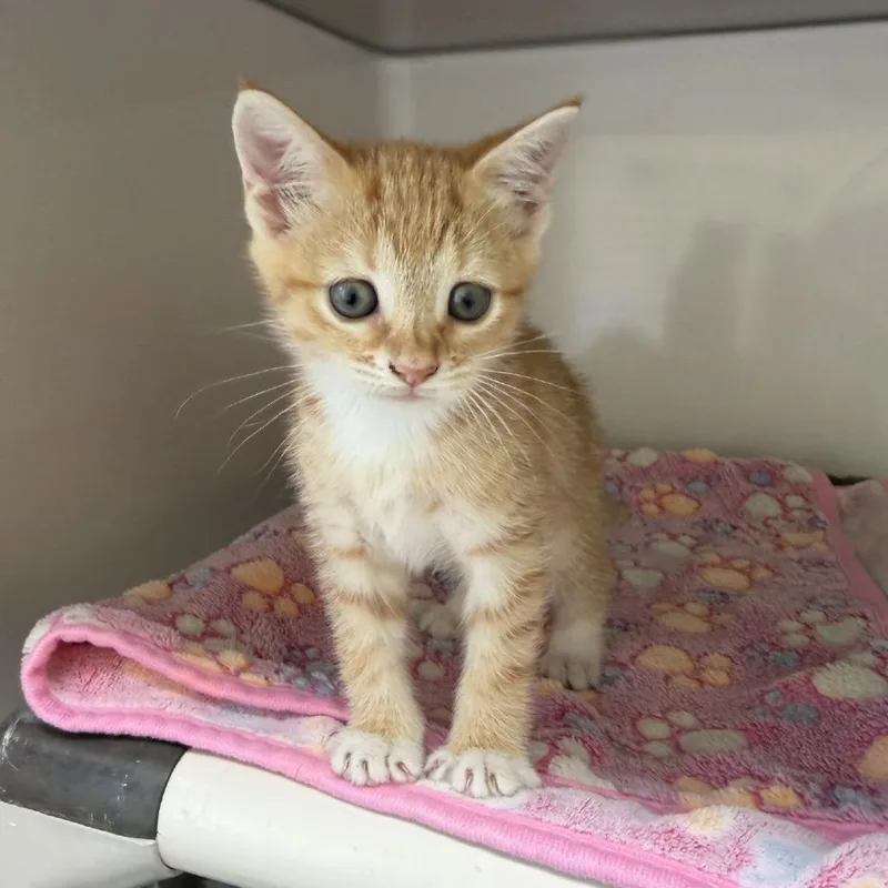 A baby small-sized female Orange / Red Domestic Short Hair cat named Daisy for adoption in Greensboro, GA