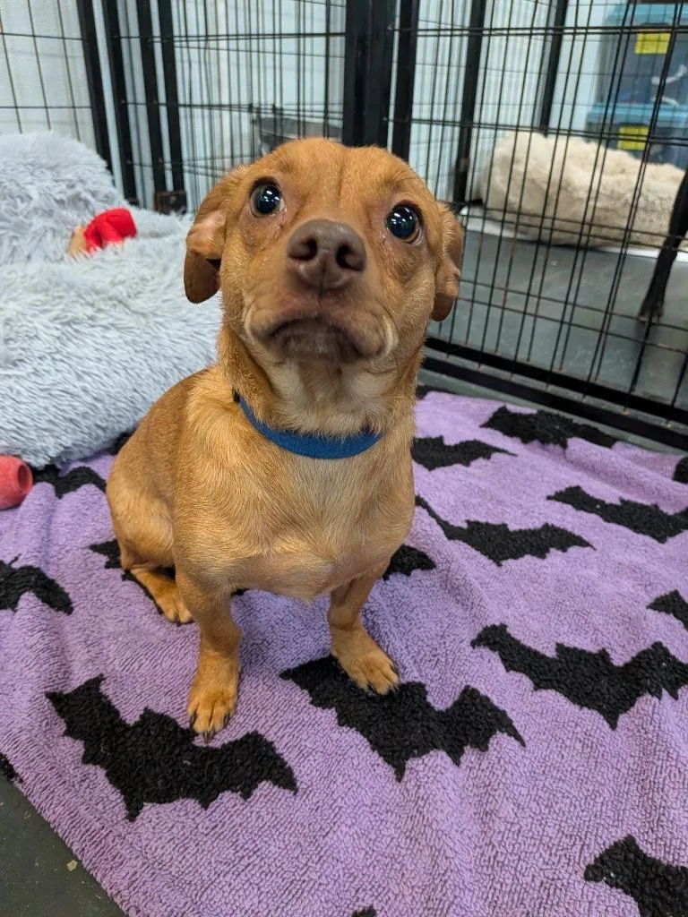 A baby small-sized male Chihuahua dog named Dio for adoption in St. Augustine, FL