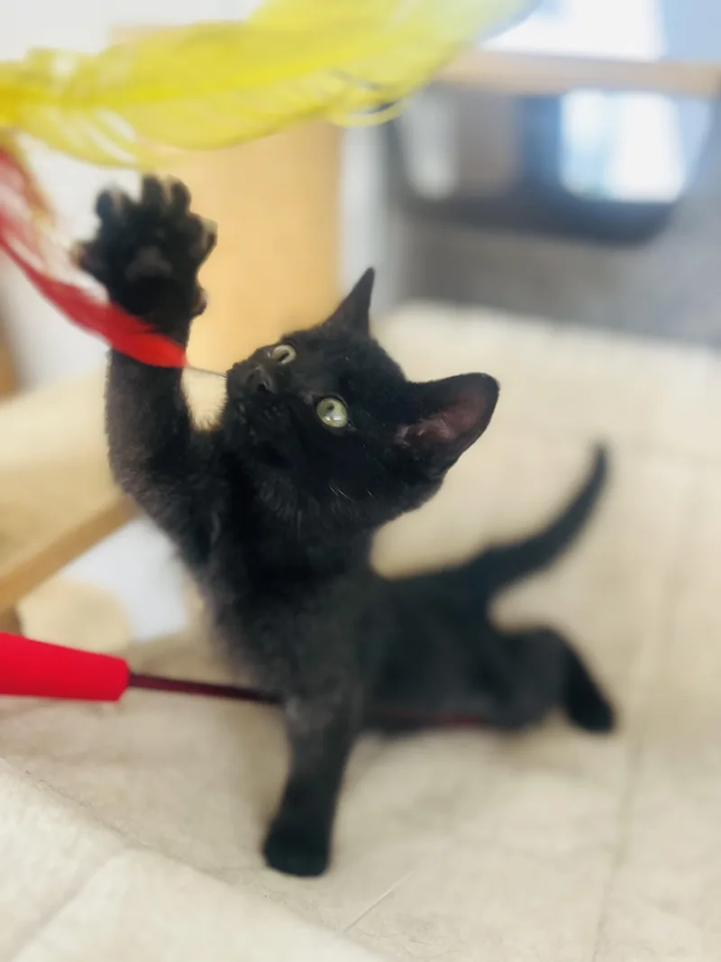 A baby medium-sized female Black Domestic Short Hair cat named Valerie for adoption in Los Angeles, CA