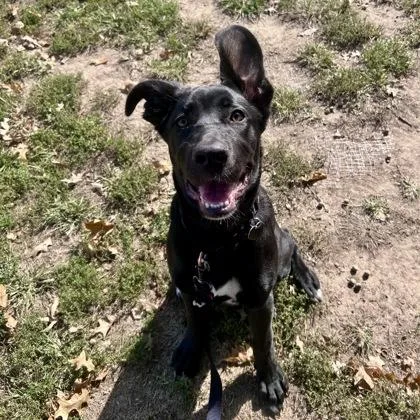 A baby medium-sized female Cane Corso dog named Ellie for adoption in Merriam, KS
