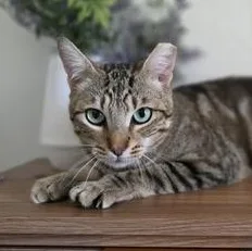 A baby medium-sized male Tabby (Brown / Chocolate) Domestic Short Hair cat named Jinx for adoption in Liverpool, TX