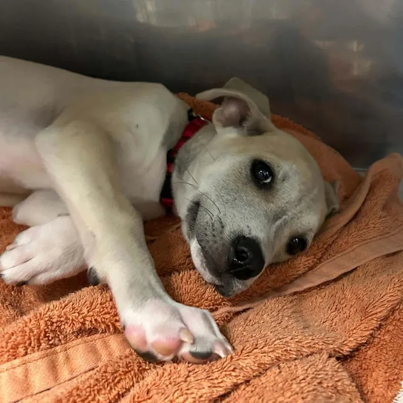A baby small-sized female Yellow / Tan / Blond / Fawn Mixed Breed dog named Syrax for adoption in West Olive, MI