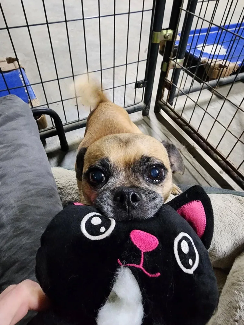 An adult small-sized female Pug dog named Hey Nova for adoption in Germantown, OH
