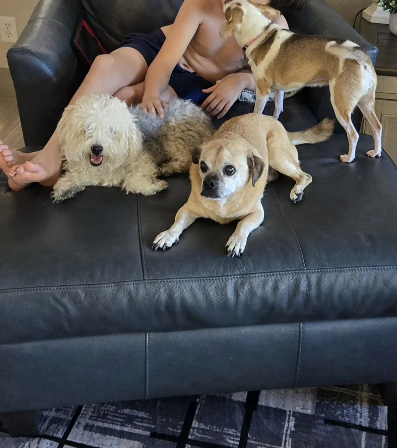 An adult small-sized female Shih Tzu dog named Molly for adoption in Chandler, AZ