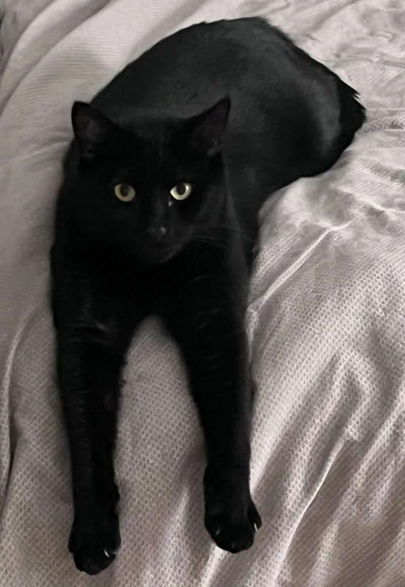 An adult medium-sized male Domestic Short Hair cat named Avatar for adoption in Ardsley, NY