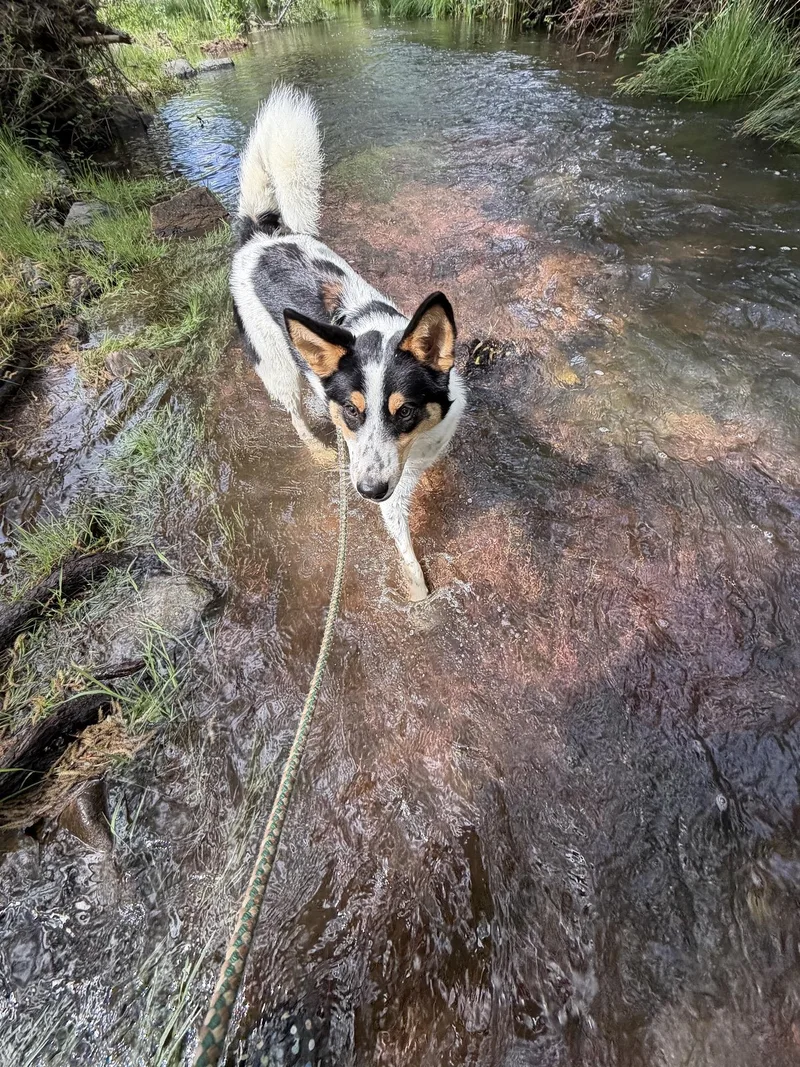 Wrangler thumbnail 2