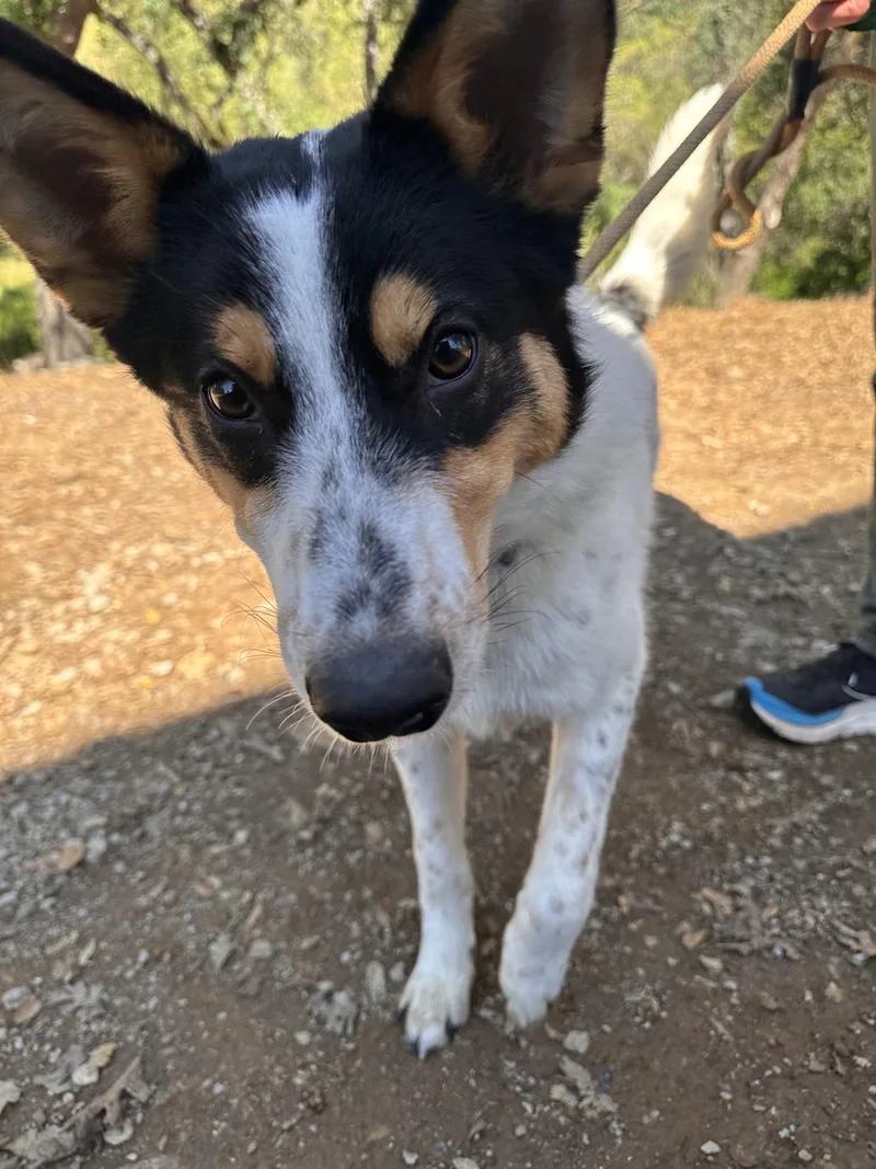 Wrangler thumbnail 3