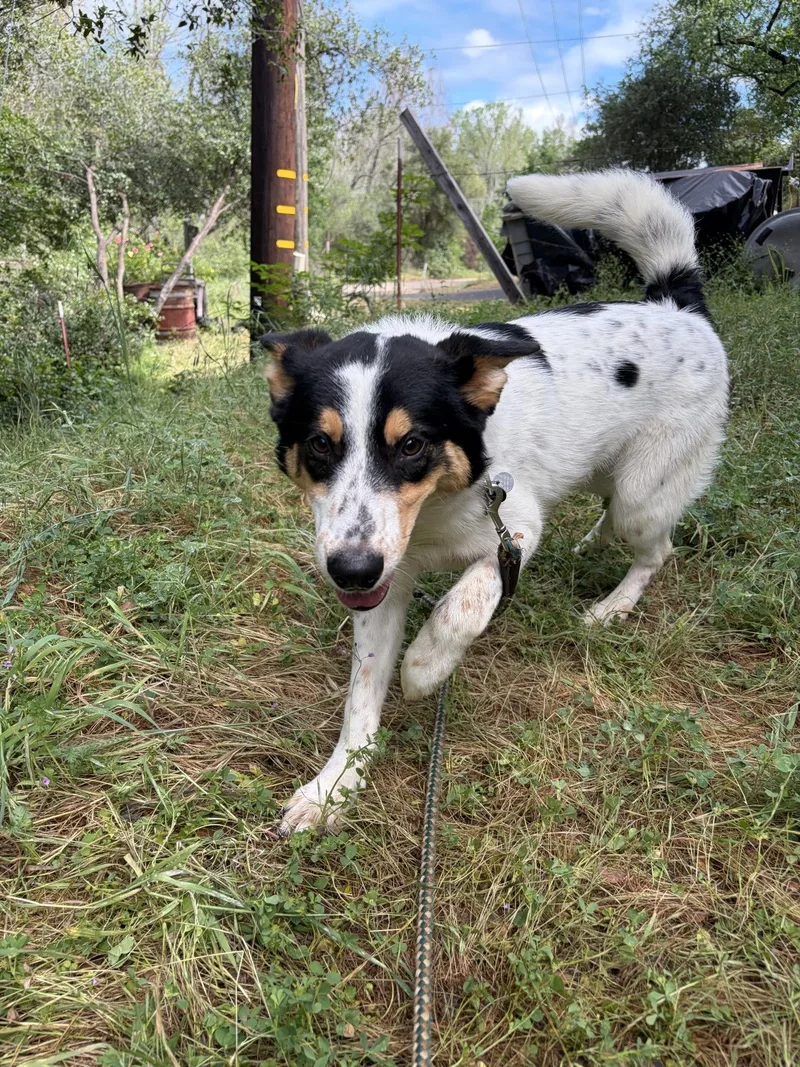 Wrangler thumbnail 4