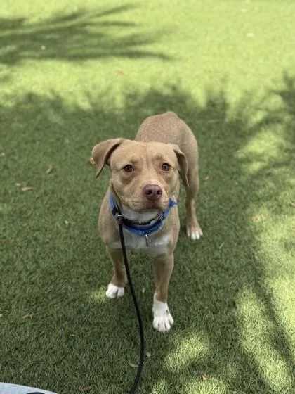 An adult medium-sized female Mixed Breed dog named Sc Hani for adoption in North Miami Beach, FL