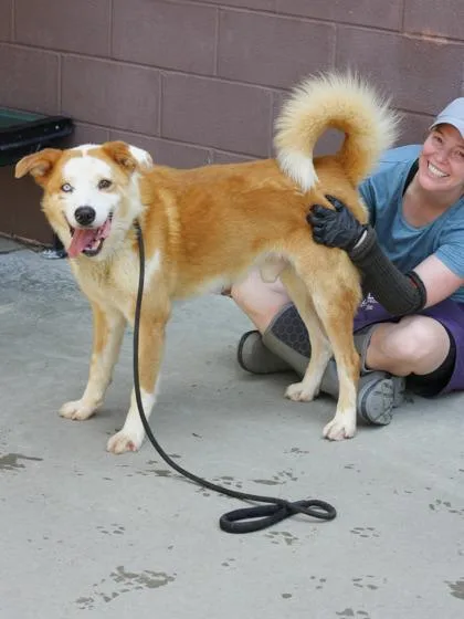 An adult large-sized male Mixed Breed dog named Regon for adoption in Chamblee, GA