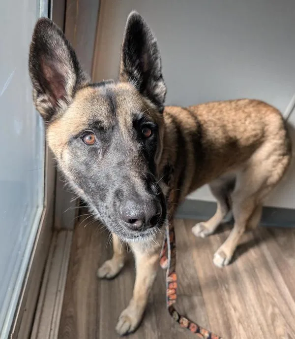 A young medium-sized female German Shepherd Dog dog named Diamond Girl for adoption in Escondido, CA