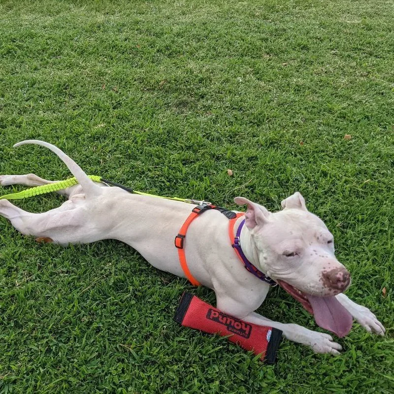 An adult large-sized male White / Cream American Staffordshire Terrier dog named Thor for adoption in Phoenix, AZ