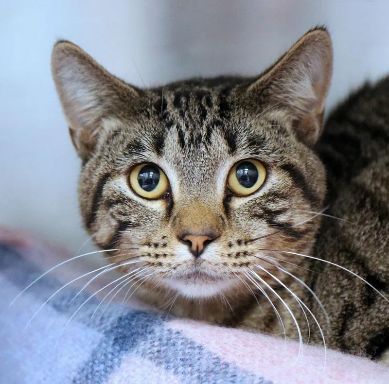 A young medium-sized male Domestic Short Hair cat named Warden for adoption in Kansas City, KS