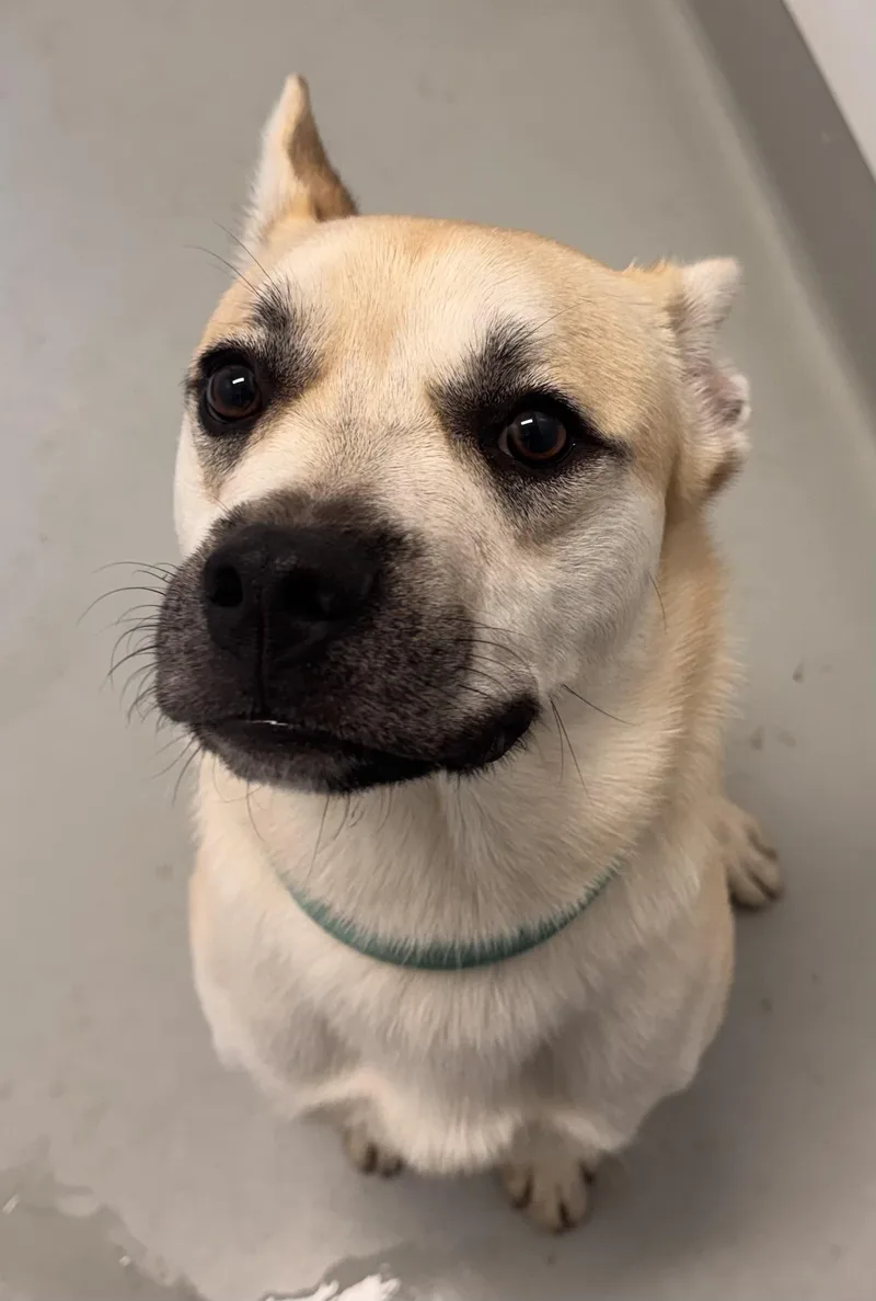 A young large-sized male German Shepherd Dog dog named Murph for adoption in Chico, CA