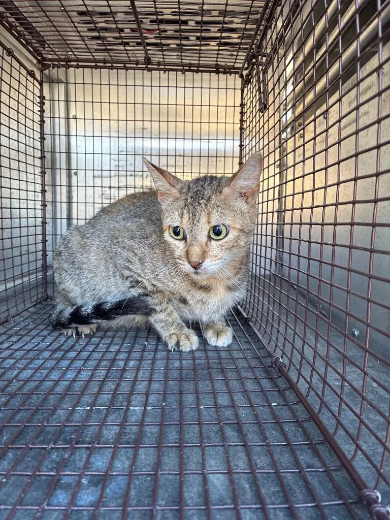 A young medium-sized female Domestic Short Hair cat named Andi for adoption in New Braunfels, TX
