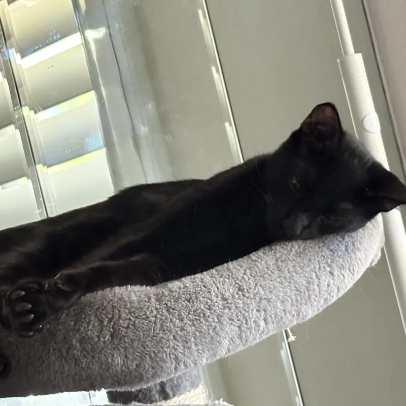 A young medium-sized male Black Domestic Short Hair cat named Midnight Chino Hills for adoption in Chino Hills, CA