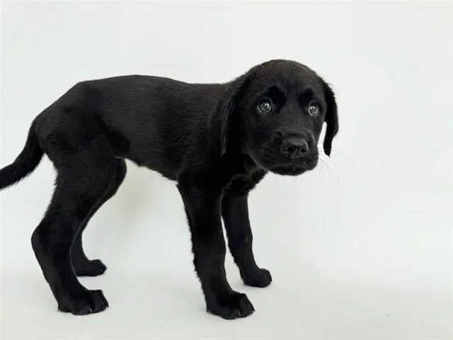 A baby small-sized female Terrier dog named Tidal for adoption in Saint Louis, MO
