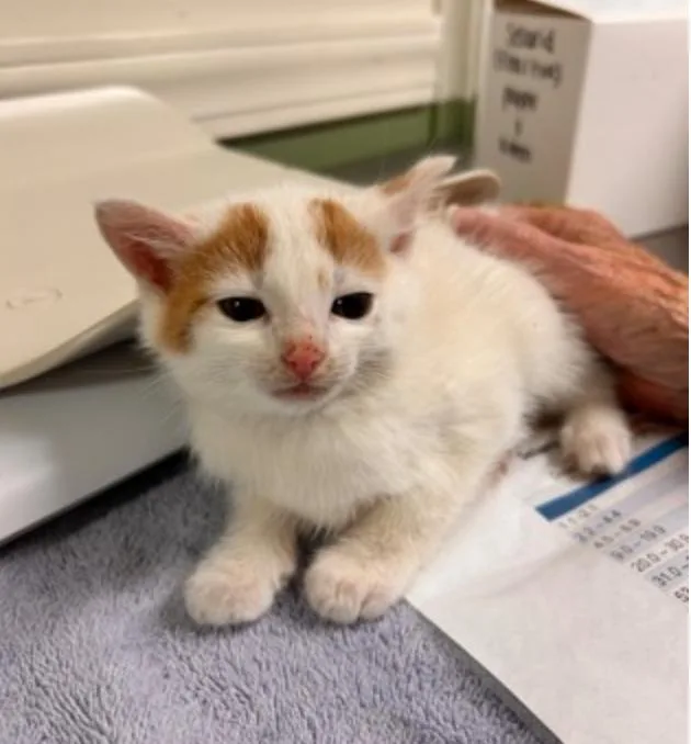 Jack O Lantern thumbnail 2