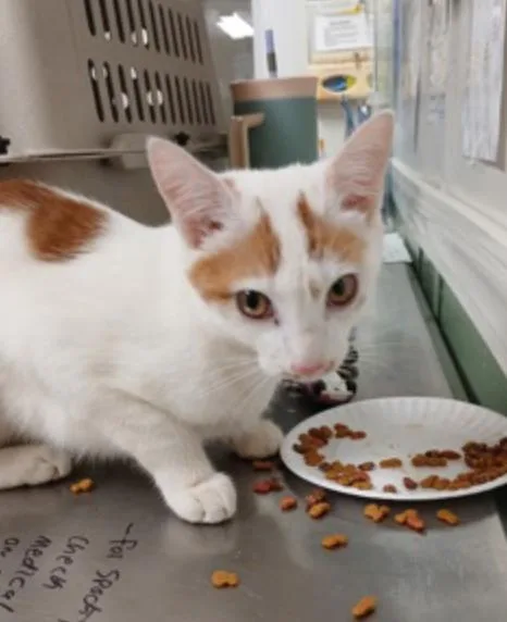 Jack O Lantern thumbnail 3