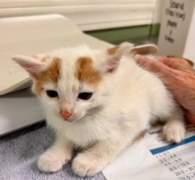 Jack O Lantern thumbnail 4