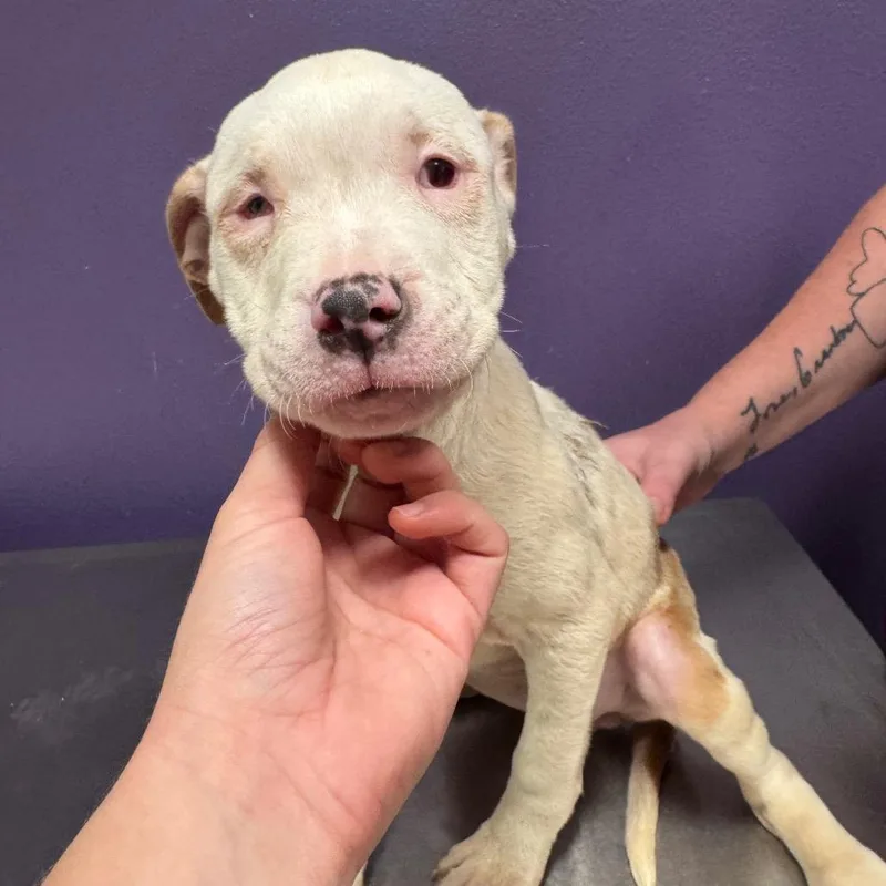A baby medium-sized female White / Cream Catahoula Leopard Dog dog named Emily for adoption in Englewood, FL