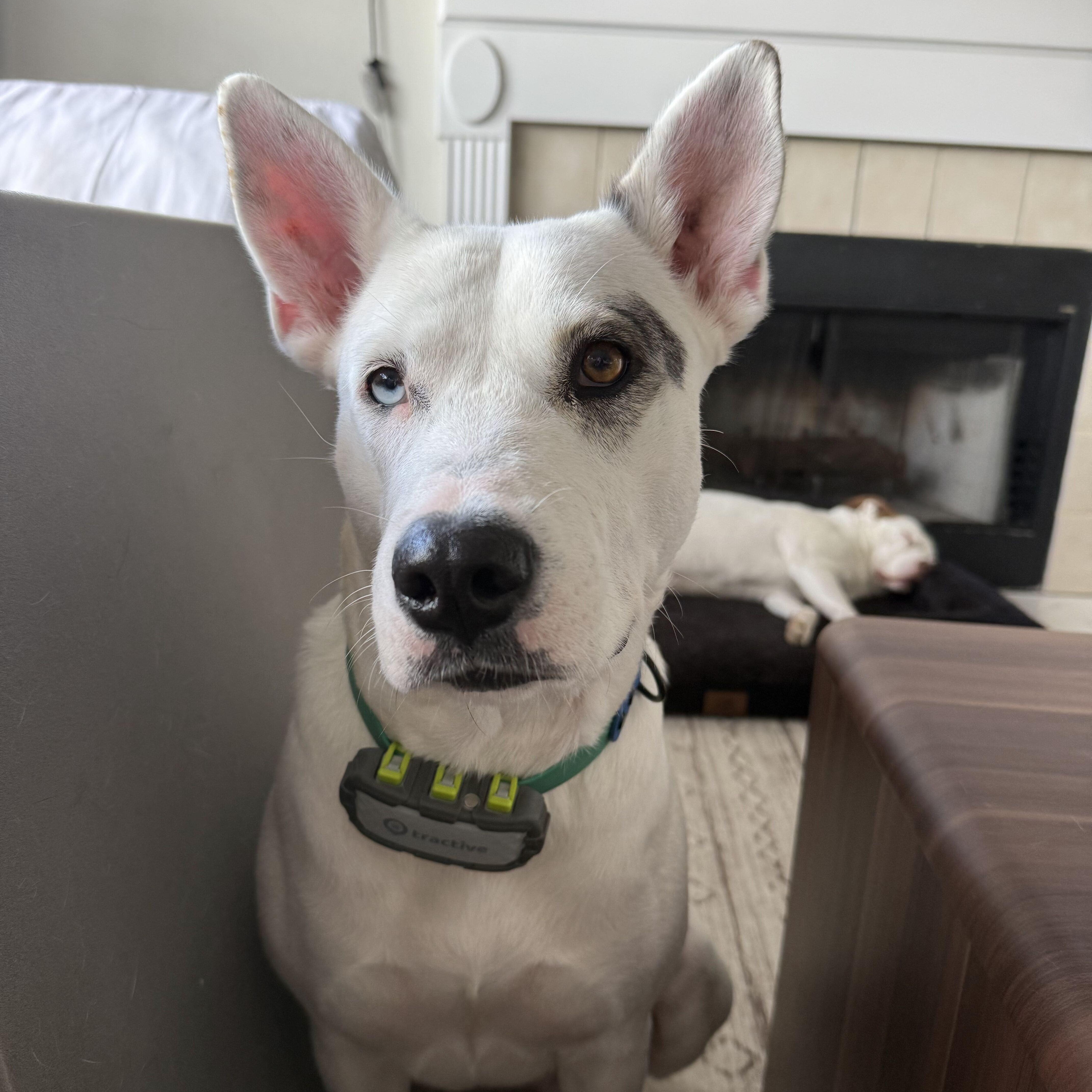 An adult medium-sized female Bull Terrier dog named Jazzy for adoption in Pflugerville, TX