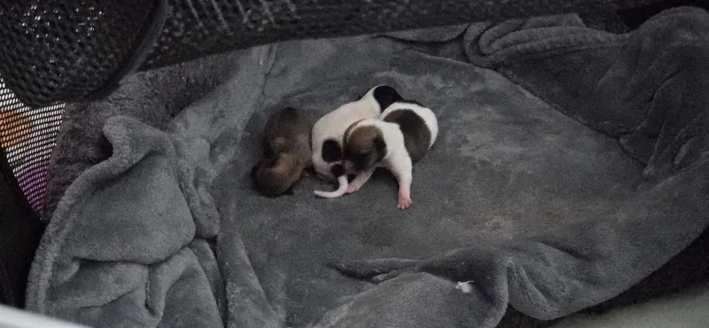 A baby small-sized female Chihuahua dog named Baby Hazlenut for adoption in Bradenton, FL
