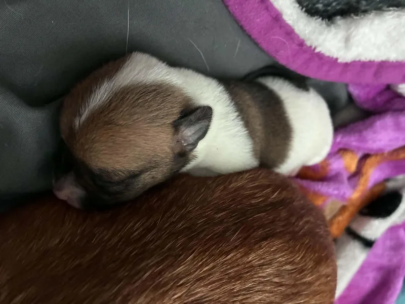 Baby Hazlenut thumbnail 2