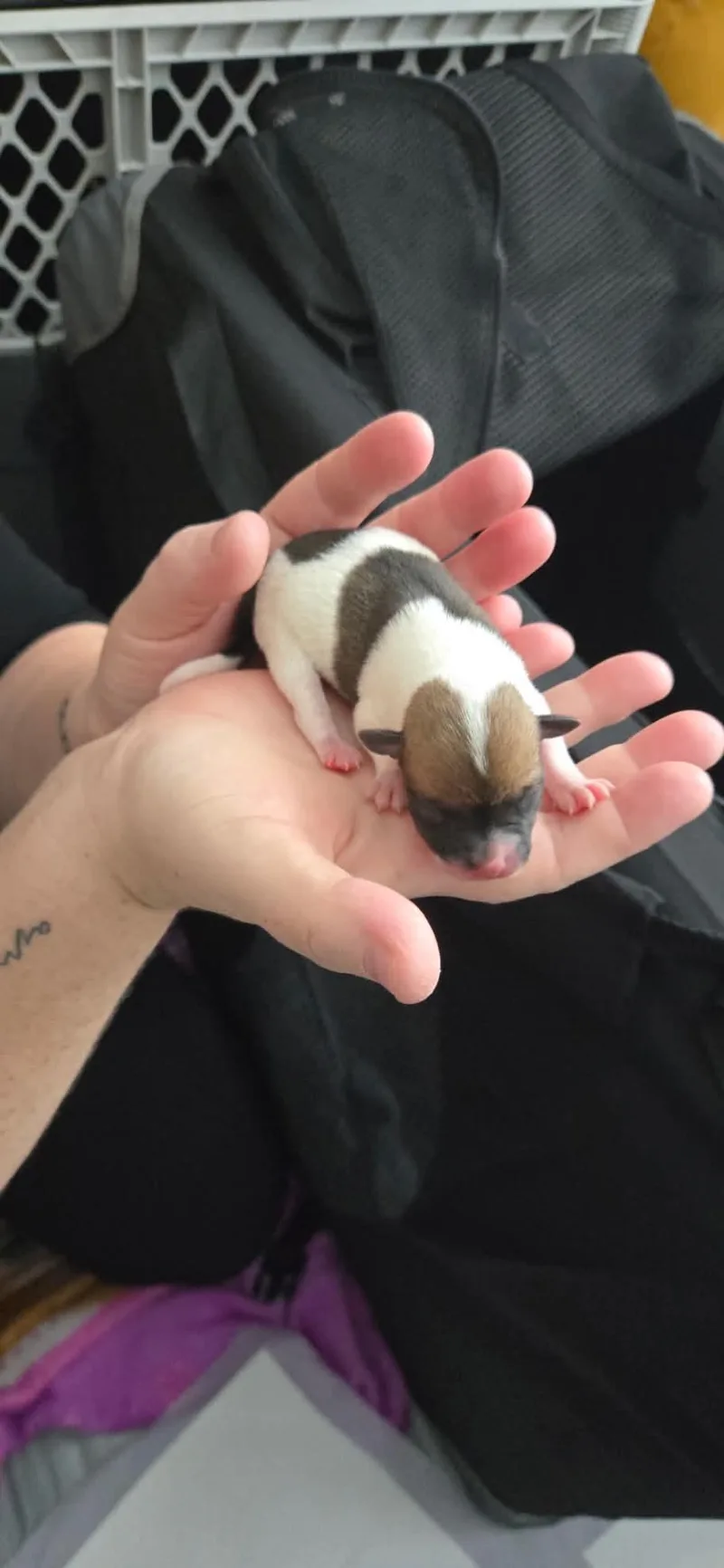 Baby Hazlenut thumbnail 3