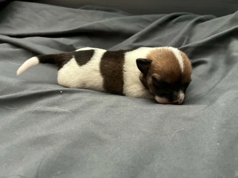 Baby Hazlenut thumbnail 4