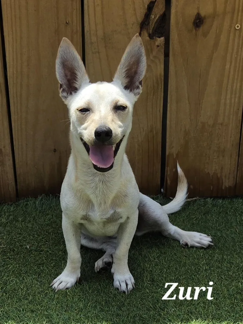 A baby small-sized female Apricot / Beige Chiweenie dog named Zuri for adoption in Edinburg, TX
